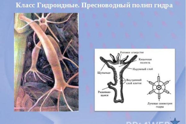 Почему не закрыт сайт кракен