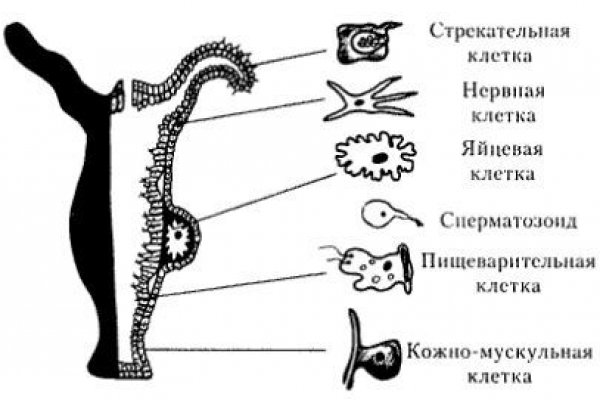 Актуальное зеркало на кракен