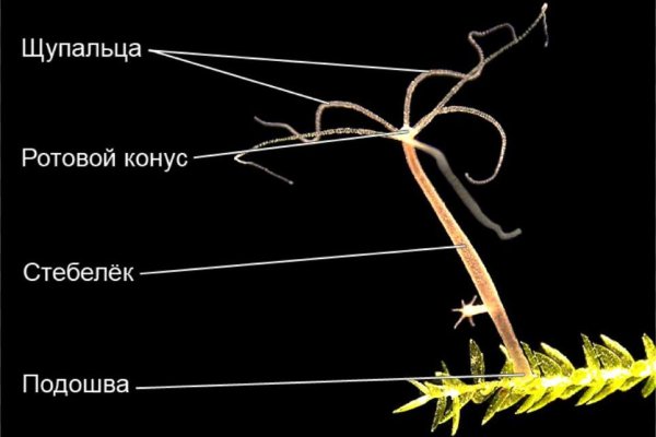 Проблемы со входом на кракен